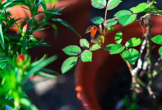 盆栽植物叶子