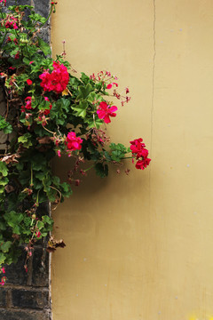 墙头红花