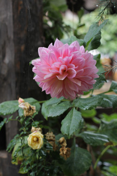 大丽花幸运花大理菊