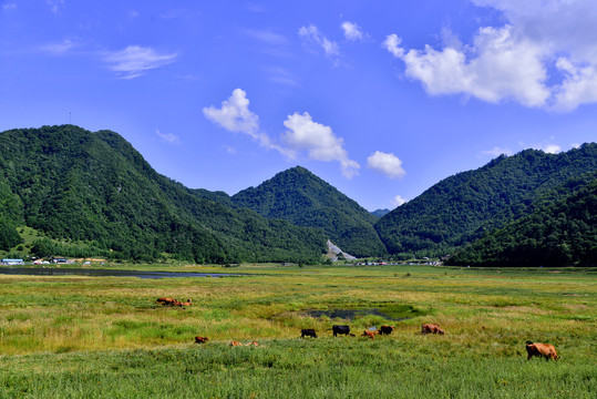 翠绿的大九湖湿地