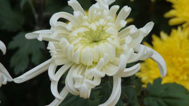 菊花