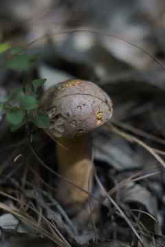 蘑菇