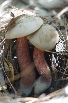 蘑菇