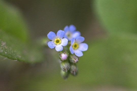 附地菜花