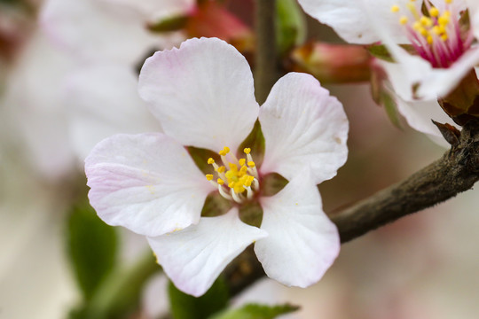 樱花