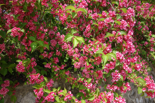 锦带花