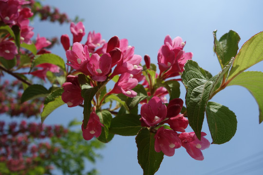 锦带花