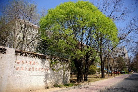 对外经济贸易大学