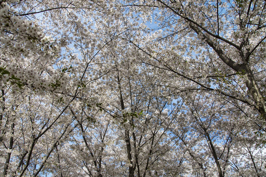 樱花节