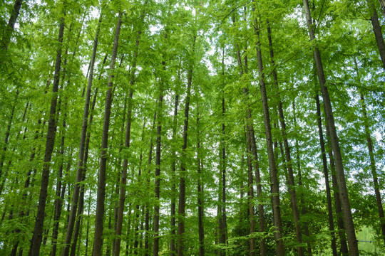 绿树林森林