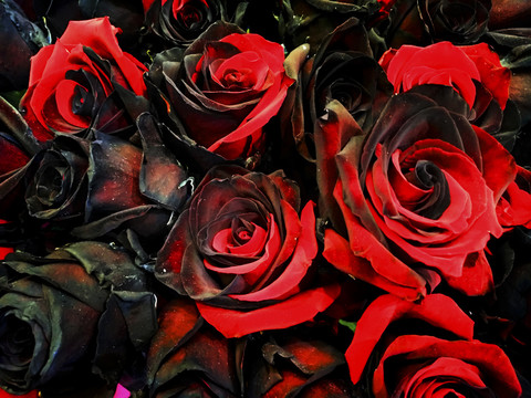 黑火玫瑰