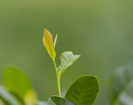 茶树