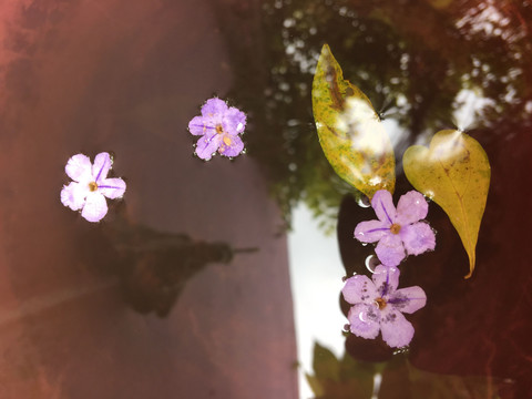 飘落水面的叶子和长春花瓣