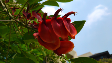 刺桐花