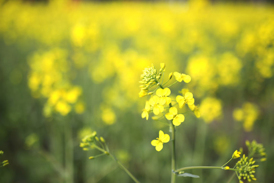 油菜花