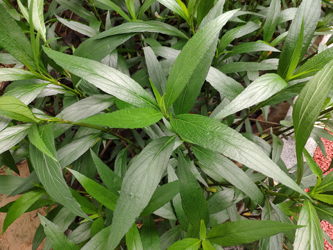 蓝花草