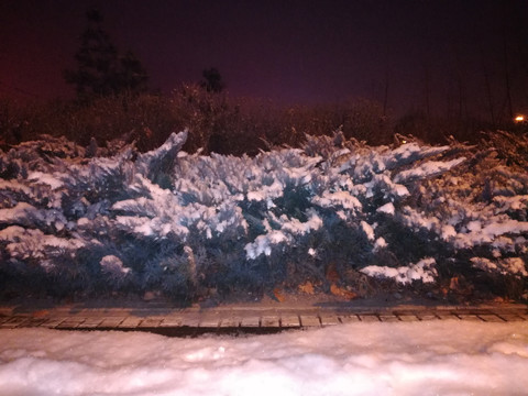 雪后青松