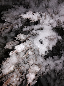 雪后雪松