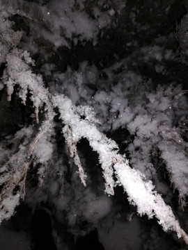 雪后雪松