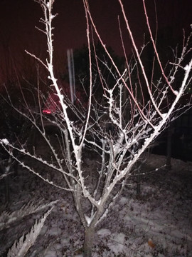 雪后树木