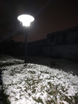 松柏上的雪