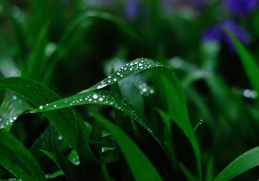 雨露