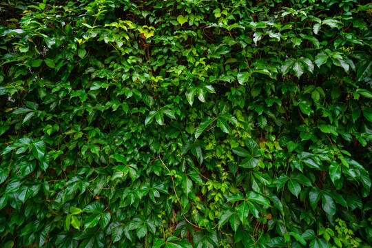 爬山虎植物墙绿叶墙