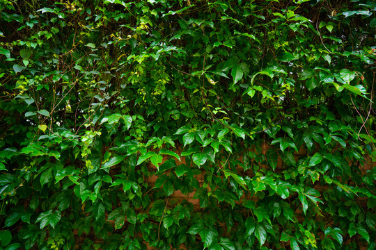 爬山虎植物墙绿叶墙素材