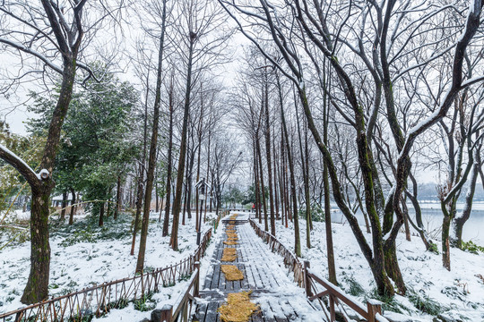 西湖雪景