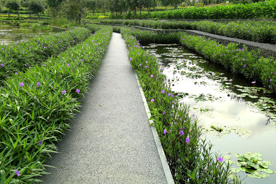 淡水生态系统绿植