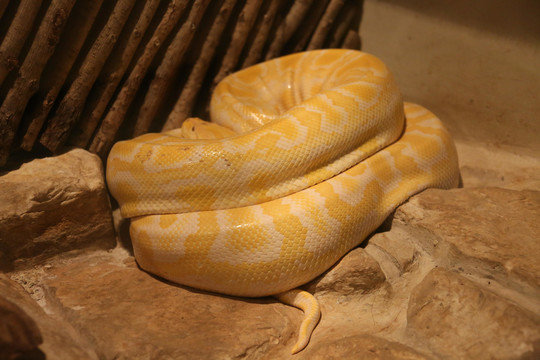 黄金大蟒蛇