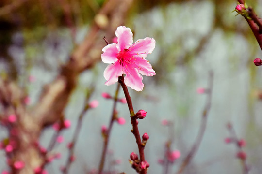 桃花