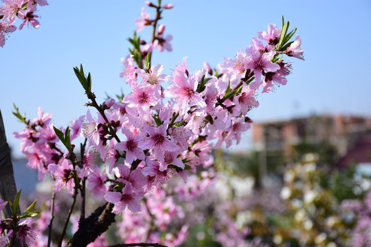 桃花