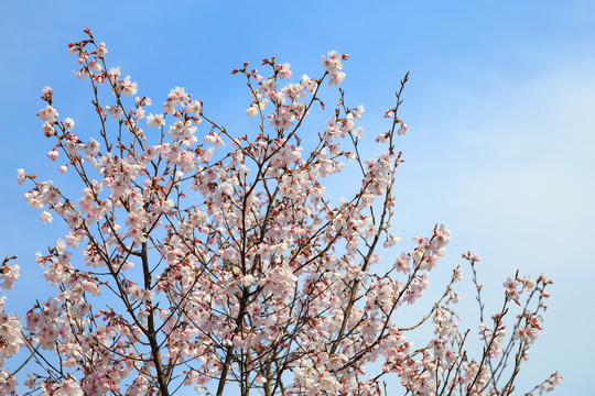 樱花素材