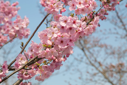 樱花素材