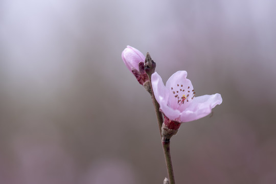 桃花