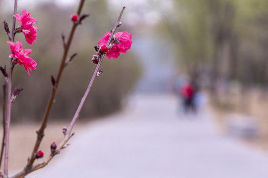 红花梅花