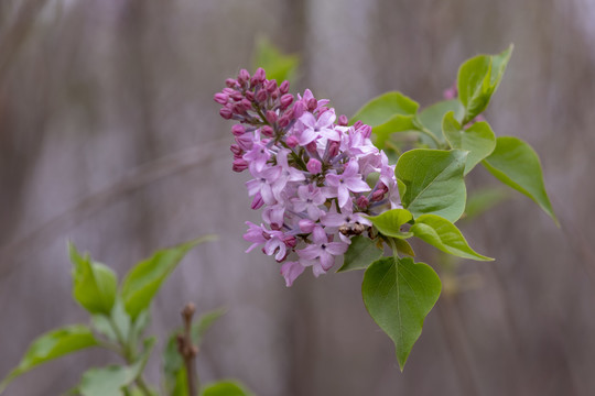 丁香花