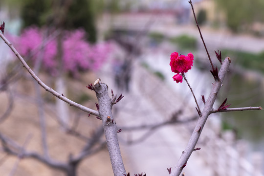 红梅花