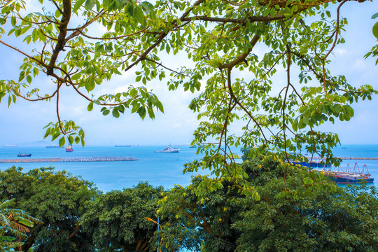 珠海桂山岛蓝色海岸木棉树