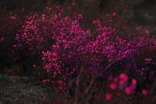 花丛