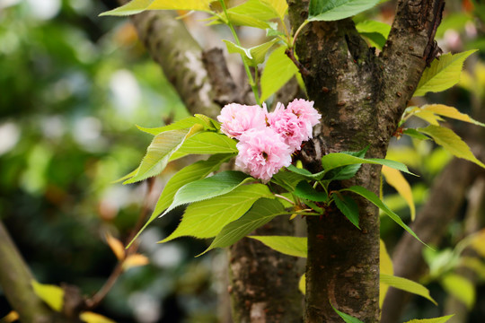 樱花