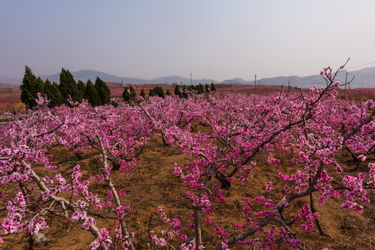 山东蒙阴桃花开满山18