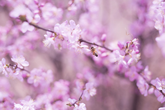 桃花高清图