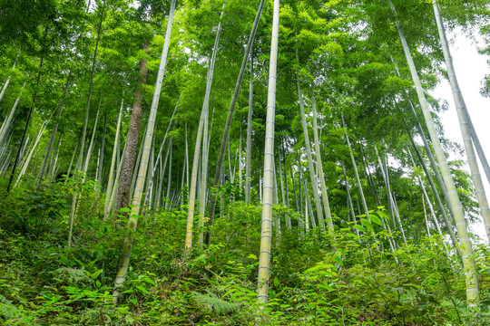 竹枝