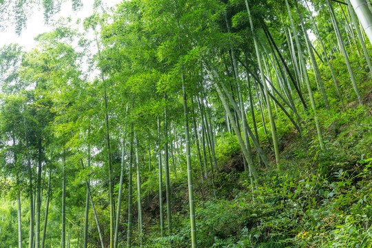 竹枝