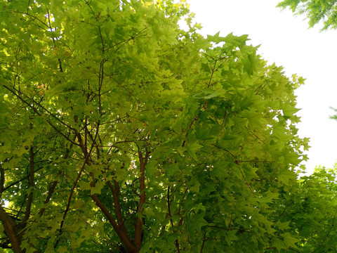 绿叶绿树