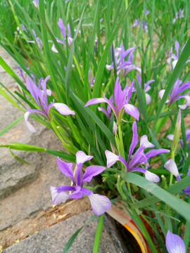 马莲花马兰花