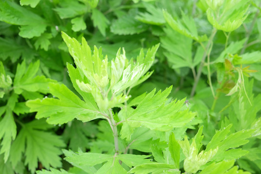 艾草