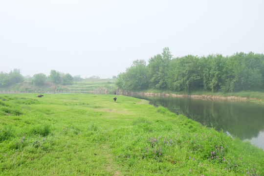 乡村河边水牛